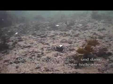 GEHEIMNISSE DER MEERFORELLEN 1 SPINNFISCHEN