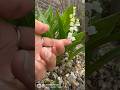 Lilly of the Valley .. lovely cute bell like flowers … #perennialgarden & #hardyplants  #shorts