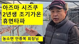 아즈마시즈쿠 2년생 휴면타파 비교 조기가온 방법 공유