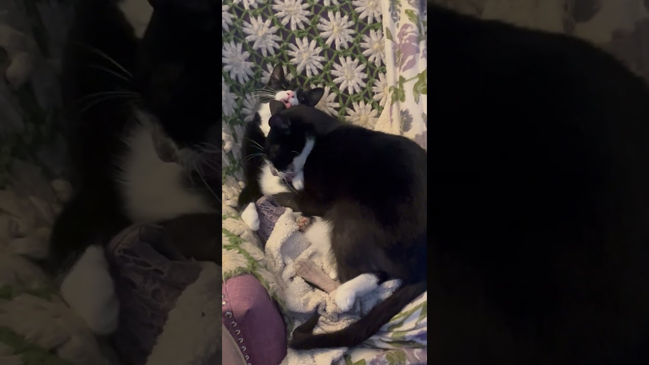 Yang, a Adoptable Domestic Short Hair in Springfield, OR video 6/6