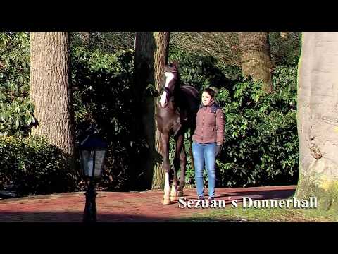 Sezuan´s Donnerhall (Sezuan x Sir Donnerhall I x Don Schufro)