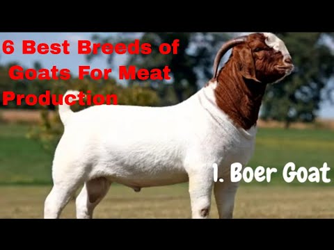 The 6 Best Breeds of Goats for Meat Production