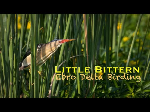 LITTLE BITTERN | Ebro Delta birding boat tour | bird watching in Spain