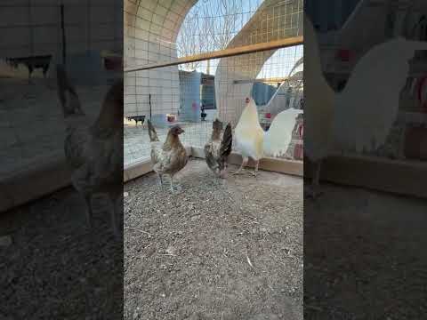 Pure Lou Elliott Blue