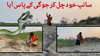 سانپ اور سپیرے کی دلچسپ ملاقات، سانپ خود چل کر جوگی کے پاس آیا