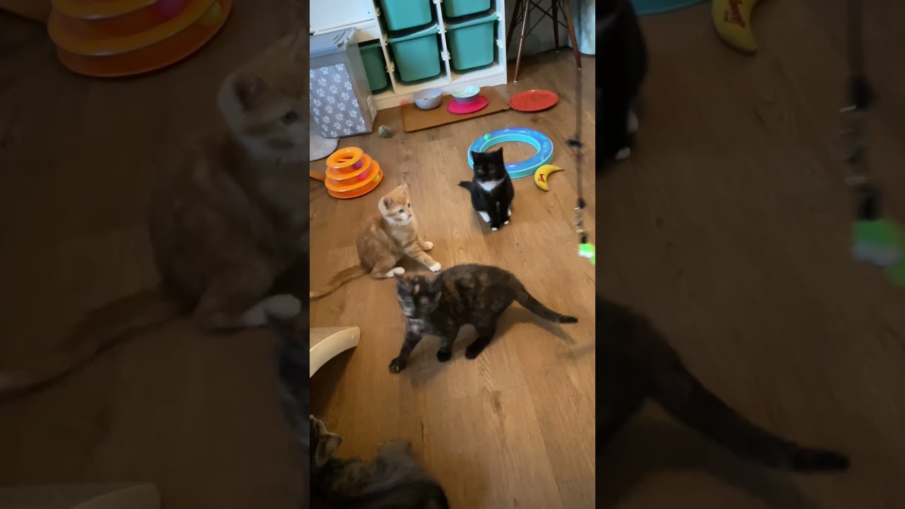 Enlarge Wocket, a ADOPTABLE mixed breed in Hyattsville, MD video 6/6