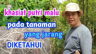 Download lagu Khasiat Akar Putri Malu Untuk Tanaman Yang Jarang Diketahui mp3 Download lagu Khasiat Akar Putri Malu Untuk Tanaman Yang Jarang Diketahui mp3