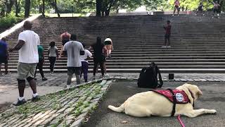 Seizure Response Dog in Busy Brooklyn Park
