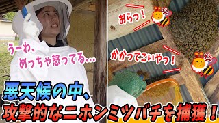 台風並みの雨の中、ブチギレてるニホンミツバチを捕獲！