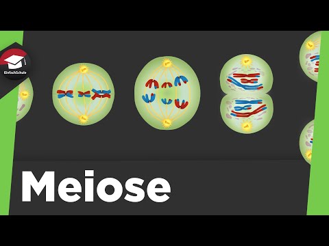 Meiose einfach erklärt — Phasen, Meiose 1 und 2
