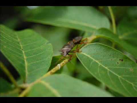 Jan P. Muchow and voice of Charlie One