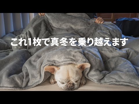 冬に鳥に餌を与えるにはどうすればよいですか？羽毛をより良くケアするために避けるべき間違い  庭園