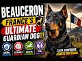 Beauceron France S Ultimate Guardian Dog