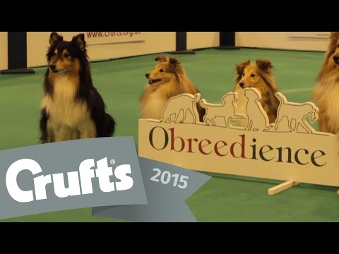 Obreedience Short Highlights and Winner's Interview | Crufts 2015