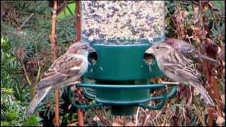 Songbirds at Feeder, "Never Never Land" - November 24, 2012