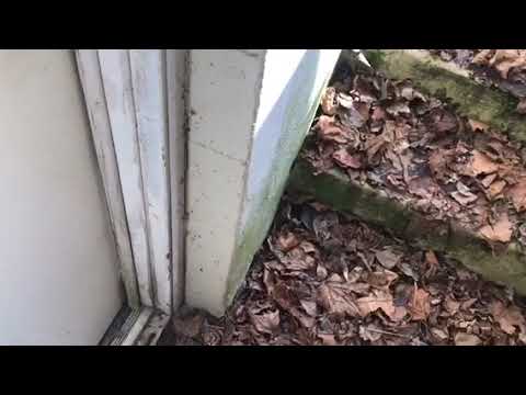 Clean up fallen leaves in Lincroft, NJ to prevent spring pests now