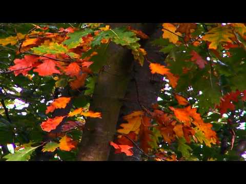 INESSA GALANTE a.o. Parts Requiem Mozart - Autumn (edited old project)