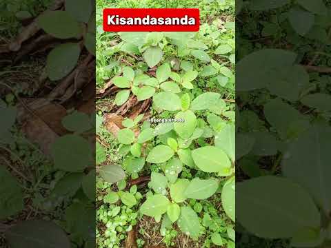 okusala olubuto oba omugejjo naawe nga tofuluma bulungi nga ogenze mu ttooyi wekwaate kisandasanda