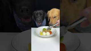 Download lagu Today We Eat Eggs And Noodles. Labrador and Golden. The Daily Life Of Two Cute Dogs mp3 Download lagu Today We Eat Eggs And Noodles. Labrador and Golden. The Daily Life Of Two Cute Dogs mp3
