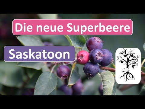 Saskatoon - neues Superfood aus Kanada - Amelanchier alnifolia