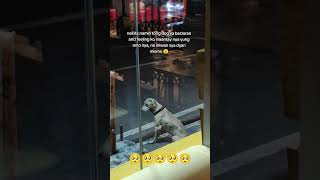 Download lagu Kanina pa si doggy naghihintay sa amo nya🥺🥺#viral #viralvideo #pets#viralshorts #youtubeshorts#video mp3