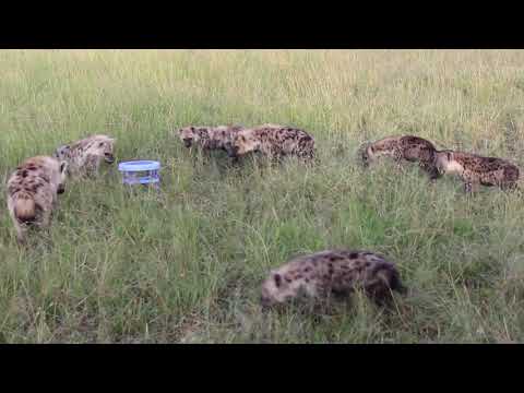 Spotted hyena cubs investigate a "novel object"