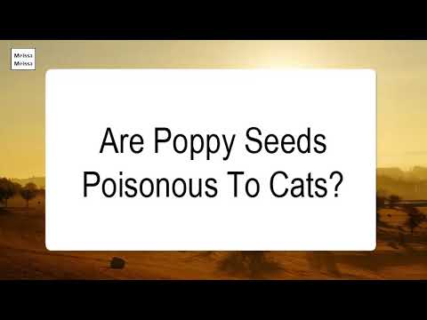 YouTube video about: Can cats have poppy seeds?