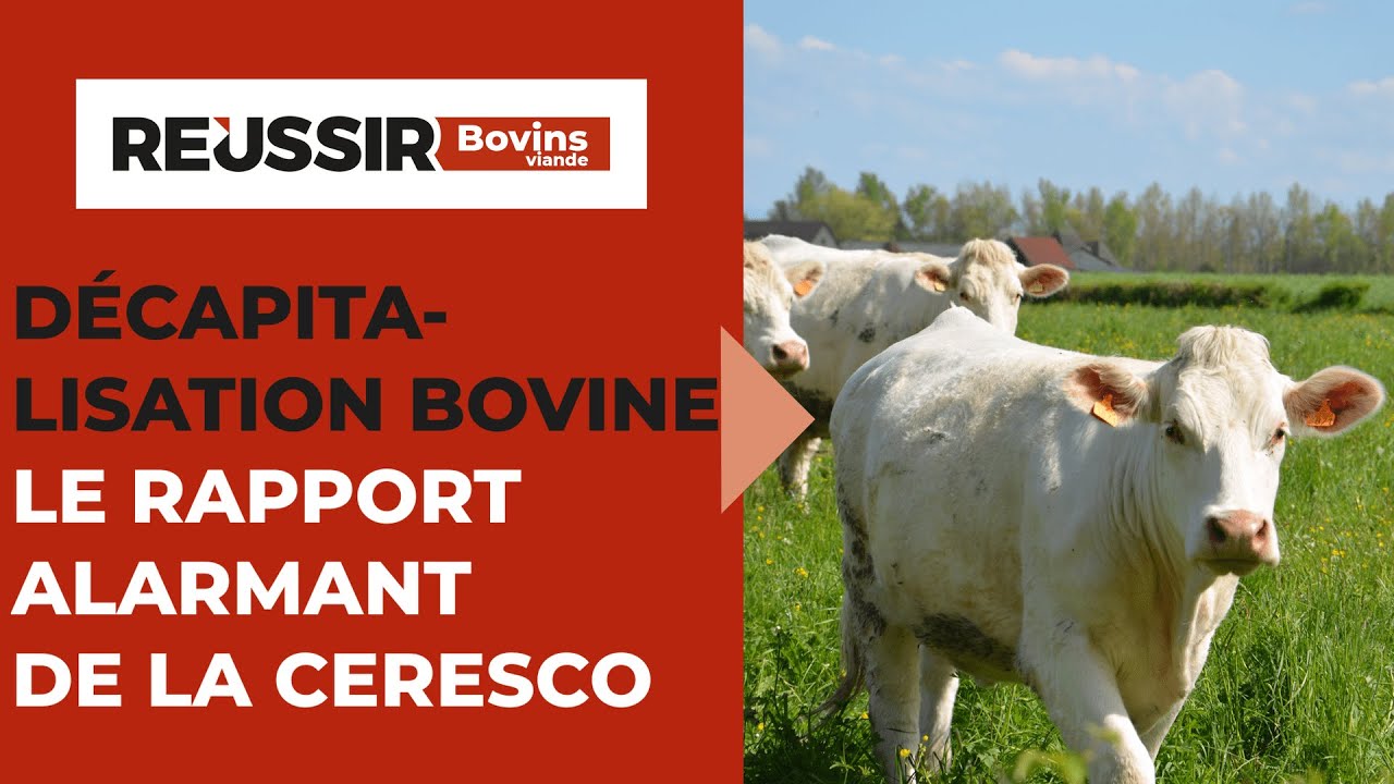 Décapitalisation bovine : le rapport alarmant de la Ceresco