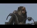 Big Chimpanzee electrocuted