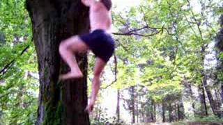 preview picture of video 'primates descendant climb up the tree'