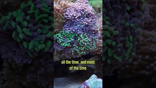 Too Much Blue? #brstv