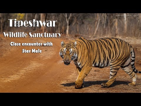 download lagu mp3 mp4 Tipeshwar Wildlife Sanctuary Booking, download lagu Tipeshwar Wildlife Sanctuary Booking gratis, unduh video klip Tipeshwar Wildlife Sanctuary Booking