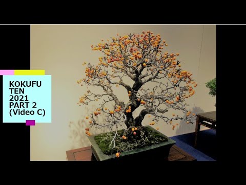 95th KOKUFU TEN  BONSAI EXHIBITION 2021 PART 2 (video C)   第９５国風盆栽展,　令和3年　 後期（ビデオ　C ）EN/IT