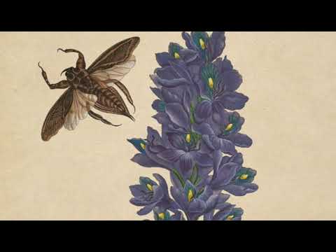 Sylvius Leopold Weiss, Sonata no.12 in A major. Francesco Romano baroque lute