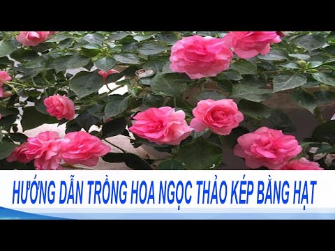 , title : 'Cách trồng hoa ngọc thảo kép nở rực rỡ | Cách trồng và chăm sóc cây hoa ngọc thảo'