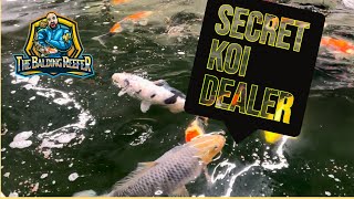 The Secret Koi Dealer | Ashford, Kent, UK