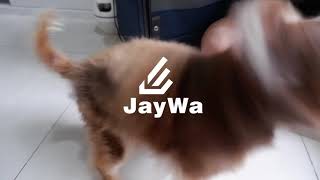 น้องหมาเต้นน่ารักๆ