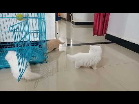 persian cat playing