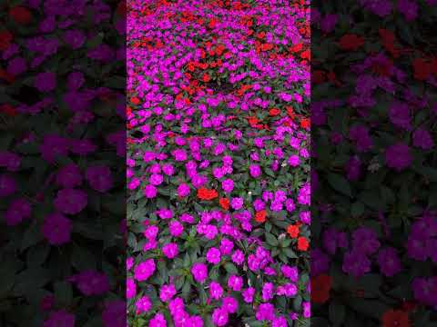 Colorful flowers (Natural Plants) beatification of neighborhood in New York City.