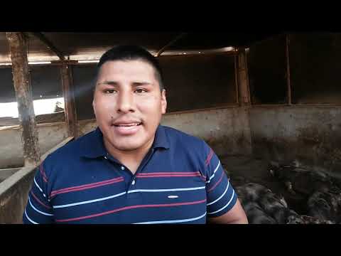 NEGOCIO CON CERDOS CRIOLLOS MEJORADOS