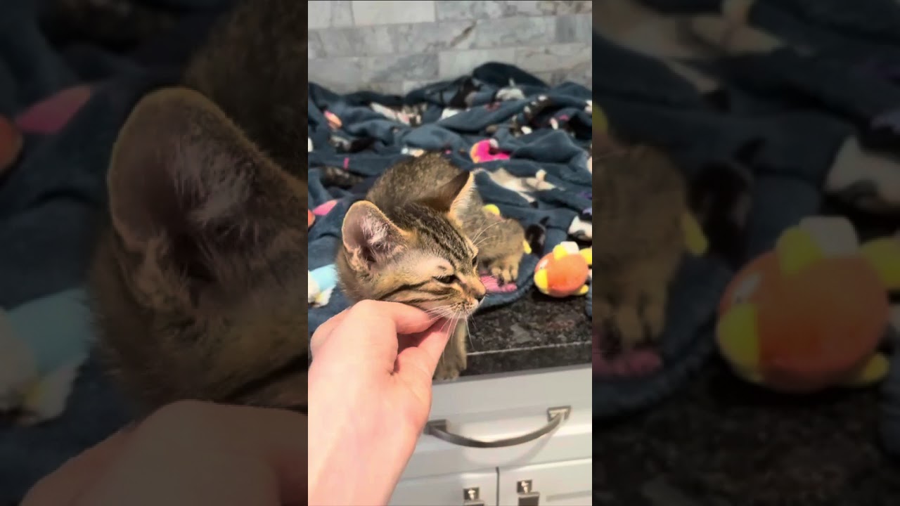 Knuckles, an adopted mixed breed in Buffalo, NY video 6/6