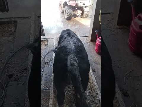 Best Value Calves *Avoid the hassle of the Mart* - Image 2