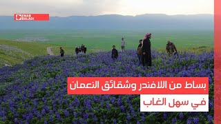 بساط من اللافندر وشقائق النعمان في سهل الغاب