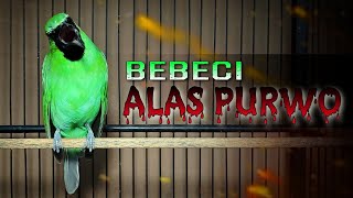 Download lagu BEBECI ALAS PURWO || CUCAK IJO BANYUWANGI GACOR FULL BEBECIAN DAN KASARAN mp3