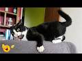 Funny Cat Moments 🐈| CATS Acting Too FUNNY Caught on Camera 2026 🤣🐱
