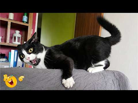 Funny Cat Moments 🐈| CATS Acting Too FUNNY Caught on Camera 2026 🤣🐱