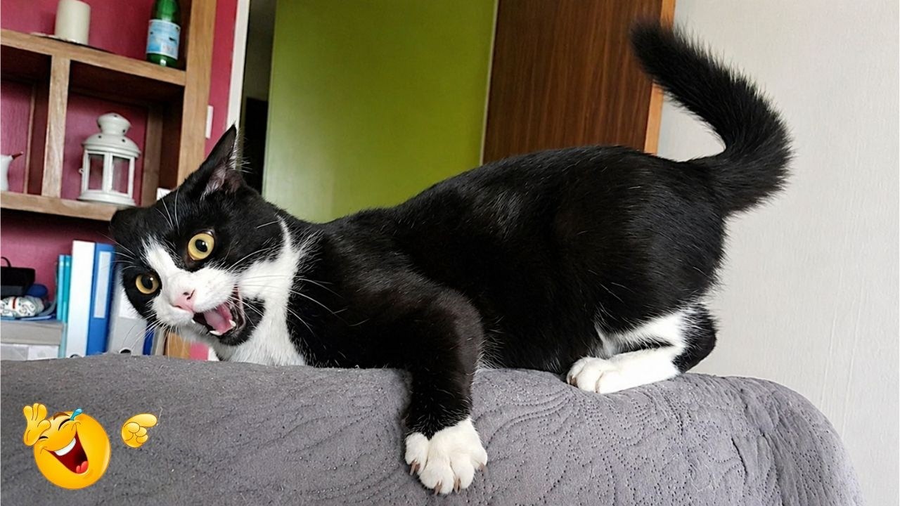 Funny Cat Moments 🐈| CATS Acting Too FUNNY Caught on Camera 2026 🤣🐱