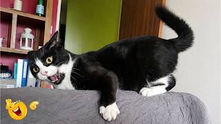 Funny Cat Moments 🐈| CATS Acting Too FUNNY Caught on Camera 2026 🤣🐱