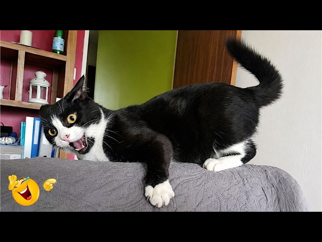 Funny Cat Moments 🐈| CATS Acting Too FUNNY Caught on Camera 2026 🤣🐱