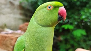 Mummy papa bolne wala mittu 🤩